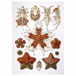 Napking - Linen Tea Towel Asterias Pattern 1